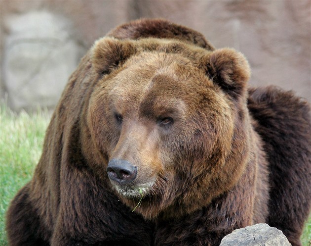 Samec medvda kamatského Jelizar il v brnnské zoo necelých devt let a stal...