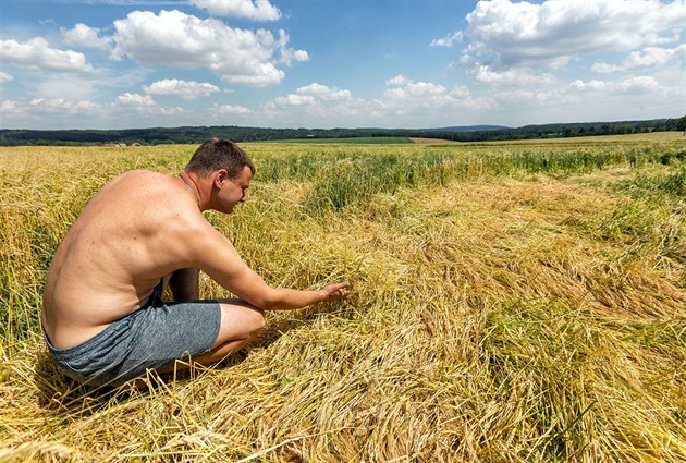 Pole s obilím u obce Konice na Prostjovsku, úrodu pokodila pondlní bouka s...