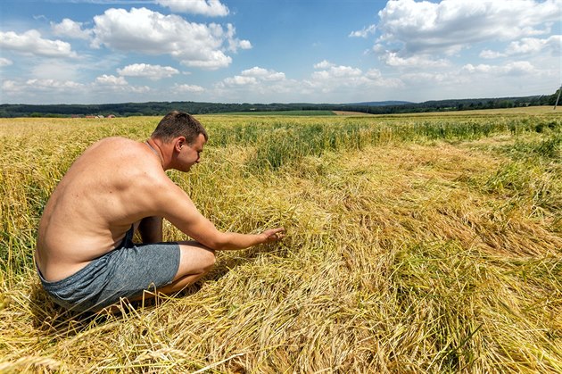 Pole s obilím u obce Konice na Prostjovsku, úrodu pokodila pondlní bouka s...