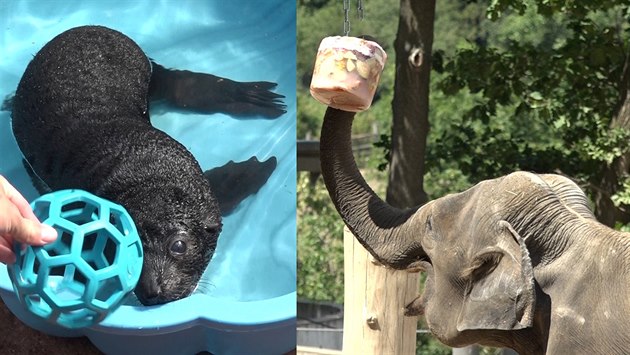 Sloní zmrzlina a lachtaní mládě v bazénku - i tak tráví léto zvířata v pražské... Sloní zmrzlina a lachtaní mládě v bazénku - i tak tráví léto zvířata v pražské...
