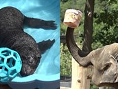 Sloní zmrzlina a lachtaní mládě v bazénku - i tak tráví léto zvířata v pražské... Sloní zmrzlina a lachtaní mládě v bazénku - i tak tráví léto zvířata v pražské...