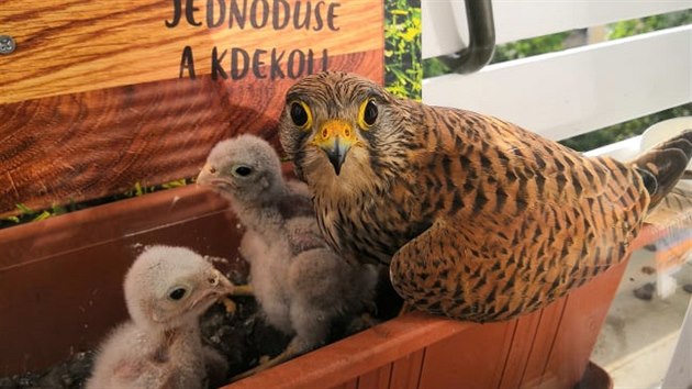 Poštolčí rodinu sledují lidé z celého světa.