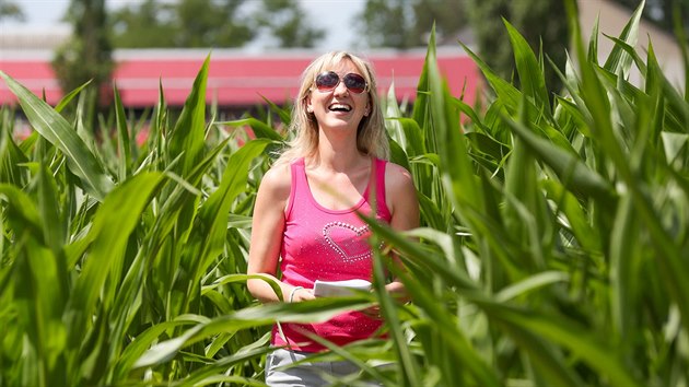 Kukuřičné bludiště vyrostlo u Roseče na Jindřichohradecku.
