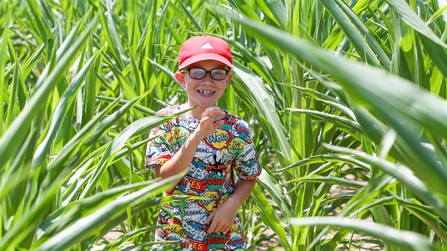 Kukuřičné bludiště vyrostlo u Roseče na Jindřichohradecku.