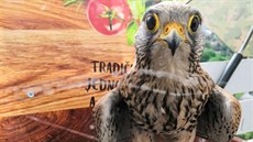 Adélka rodině Zajtkové zcela důvěřuje. Adélka rodině Zajtkové zcela důvěřuje.