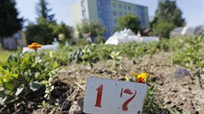 Zahrádkářské kolonie, kde si i obyvatelé paneláků mohou na kousku půdy... Zahrádkářské kolonie, kde si i obyvatelé paneláků mohou na kousku půdy...