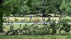 Následky bouře ve Smetanových sadech v Olomouci (1. července 2019) Následky bouře ve Smetanových sadech v Olomouci (1. července 2019)