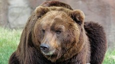 Samec medvěda kamčatského Jelizar žil v brněnské zoo necelých devět let a stal... Samec medvěda kamčatského Jelizar žil v brněnské zoo necelých devět let a stal...