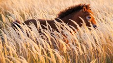V Česku žijí teprve od roku 2015 a skvěle se jim tu daří. Po sčítání letošních... V Česku žijí teprve od roku 2015 a skvěle se jim tu daří. Po sčítání letošních...