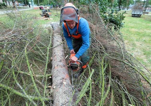 Kácení uschlých strom napadených krovcem v Riegerových sadech nedaleko...