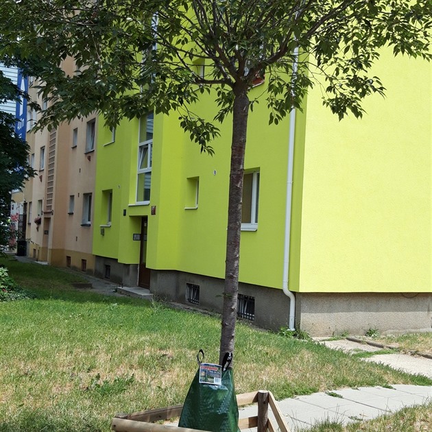 Zavlažování stromů na Sídlišti Zelená Liška v Krči.
