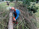 Kcen uschlch strom napadench krovcem v Riegerovch sadech nedaleko...