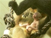 Mládě gibona bělolícého přišlo na svět koncem června, jeho pohlaví zatím... Mládě gibona bělolícého přišlo na svět koncem června, jeho pohlaví zatím...
