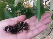 Čmeláci pod lipami v Ústí zřejmě uhynuli vyčerpáním Čmeláci pod lipami v Ústí zřejmě uhynuli vyčerpáním