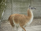Lama Charlie, o níž se starají vězni v otevřené věznici v Jiřicích. (3.7.2019) Lama Charlie, o níž se starají vězni v otevřené věznici v Jiřicích. (3.7.2019)