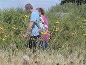 Je sucho a tráva neroste. Díky tomu, že se trávníky méně sekají, dostaly šanci... Je sucho a tráva neroste. Díky tomu, že se trávníky méně sekají, dostaly šanci...