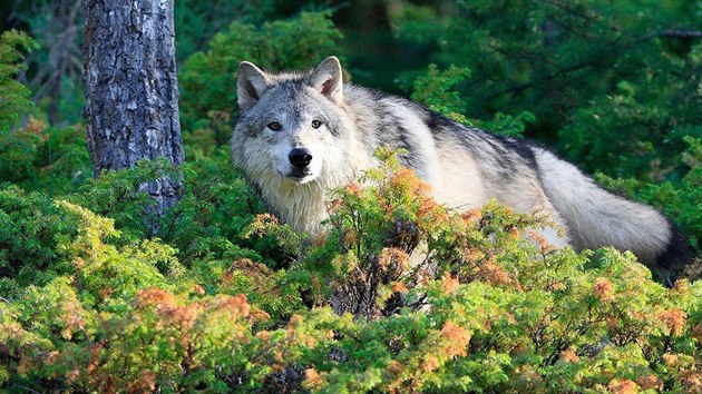 Vlk obecn. Tute, kolik procent evropskch vlk v sob nos mal sti DNA od ps domcch?