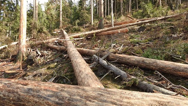 Kcet nebo ne? V rezervaci Such vrch v Jesenkch se dohaduj ekologit aktivist s majiteli les, jak se vypodat s krovcem.