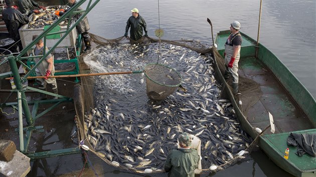 Rybi na Bukov opt likvidovali ryby zasaen herpes virem. (19. ervence 2019)