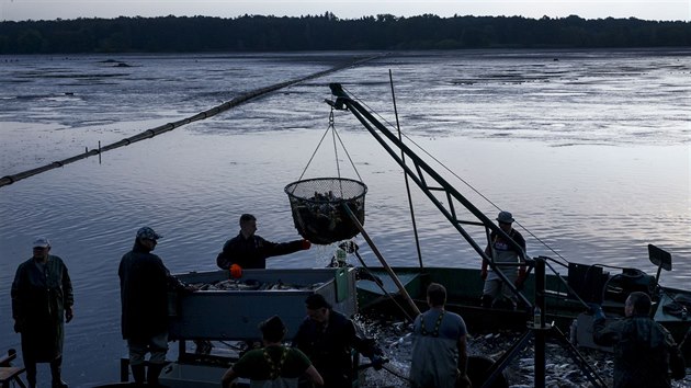 Rybi na Bukov opt likvidovali ryby zasaen herpes virem. (19. ervence 2019)