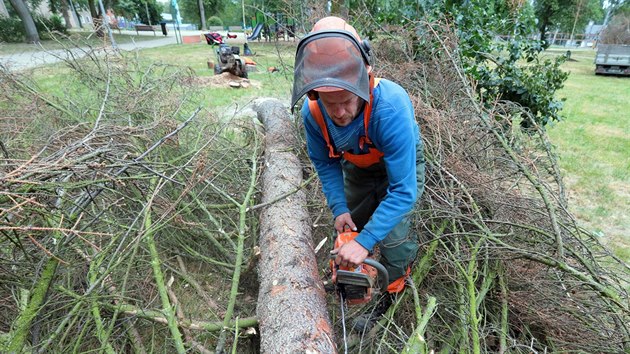 Kcen uschlch strom napadench krovcem v Riegerovch sadech nedaleko ndra v Chebu.