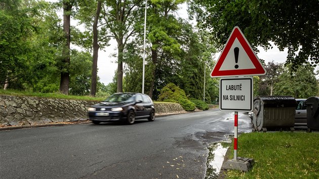 Labut pr hnzdc na drozdovickm rybnku v Prostjov a vyveden mlata letos msto chrn ochrann plotek i speciln dopravn znaky. Labut se pes silnici pesouvaj do parku Kolovy sady.