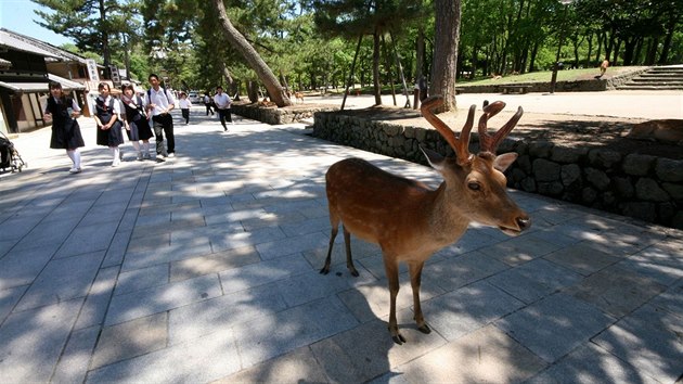 Japonsko, Nara, posvtn jelnci ika