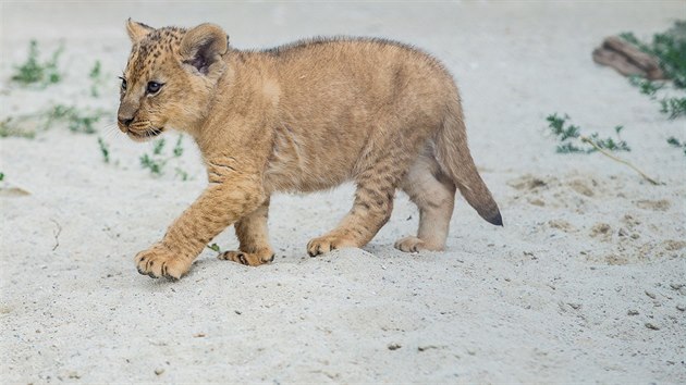 Safari Park ve Dvoe Krlov se dokal malch lv berberskch po ticeti letech (9. 7. 2019).