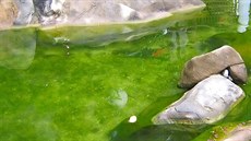 Řasa v jezírku? Poradíme vám, jak jí předcházet i jak řešit následky! Řasa v jezírku? Poradíme vám, jak jí předcházet i jak řešit následky!