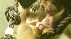 Mládě gibona bělolícého přišlo na svět koncem června, jeho pohlaví zatím... Mládě gibona bělolícého přišlo na svět koncem června, jeho pohlaví zatím...