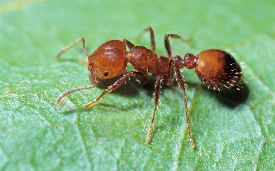 Ohnivý mravenec Solenopsis invicta umí utdit jedno z nejbolestivjích...
