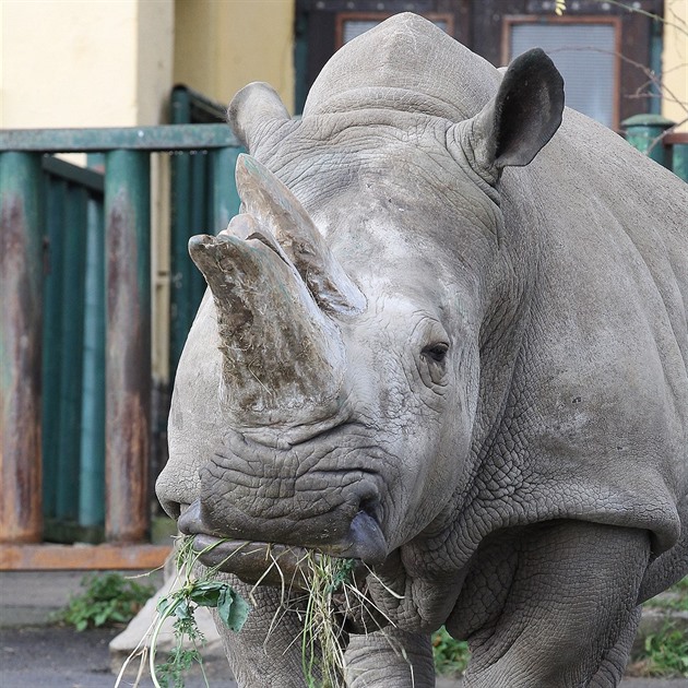 Samice nosoroce tuponosého Zamba dostala v roce 2017 v ústecké zoologické...