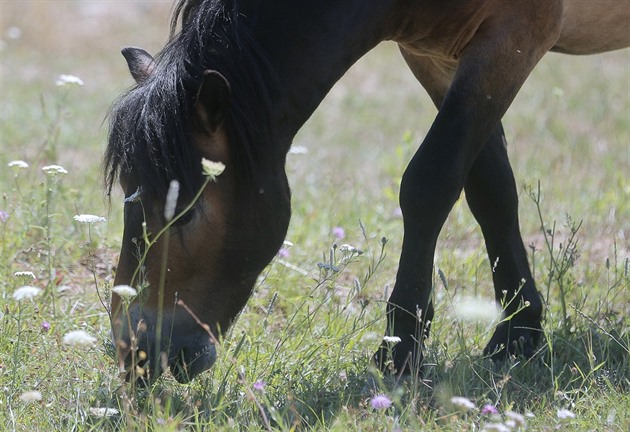 Kon druhu Exmoorský pony spásají porost v bývalém vojenském cviiti u Doban...