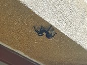 Hasiči přijeli pro nebezpečného pavouka. Hasiči přijeli pro nebezpečného pavouka.