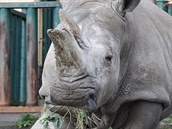 Samice nosorožce tuponosého Zamba dostala v roce 2017 v ústecké zoologické... Samice nosorožce tuponosého Zamba dostala v roce 2017 v ústecké zoologické...