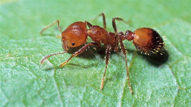 Ohniv mravenec Solenopsis invicta um utdit jedno z nejbolestivjch kousnut.