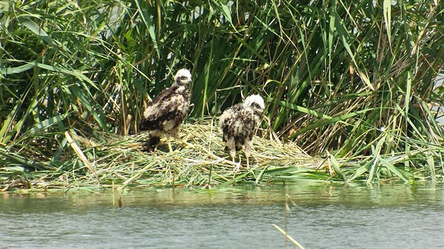 Jediné hnízdo, které nebylo zcela zničeno při vysečení, bylo hnízdo motáka pochopa. Na hnízdě zůstala dvě nejmladší mláďata. Je velice pravděpodobné, že starší mláďata byla již v okolí hnízda a byla usmrcena při sečení porostů. Odhalené hnízdo se stává snadným terčem predátorů.