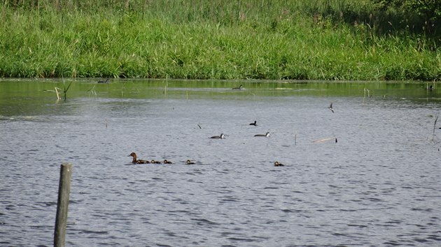 Dospělí ptáci a mláďata přišli kvůli vysečení porostů o svůj úkryt.
