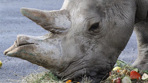 Samice nosoroce tuponosho Zamba dostala v roce 2017 v steck zoologick zahrad k oslav svch narozen dort z ovoce a sena. Pila ze zoo ve Dvoe Krlov.