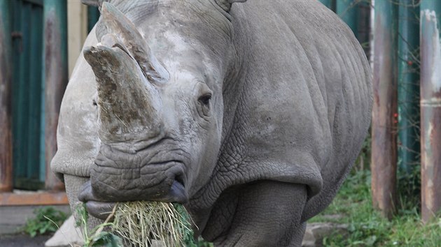 Samice nosoroce tuponosho Zamba dostala v roce 2017 v steck zoologick zahrad k oslav svch narozen dort z ovoce a sena. Pila ze zoo ve Dvoe Krlov.