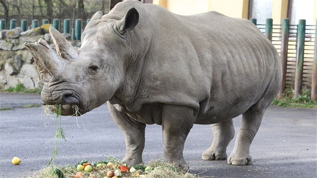 Samice nosoroce tuponosho Zamba do st nad Labem pila ze zoo ve Dvoe Krlov.