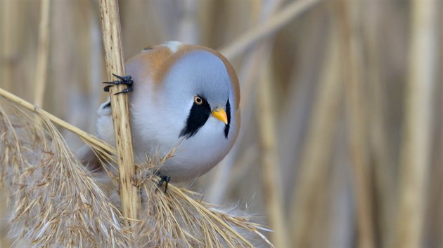 Sýkořice vousatá.