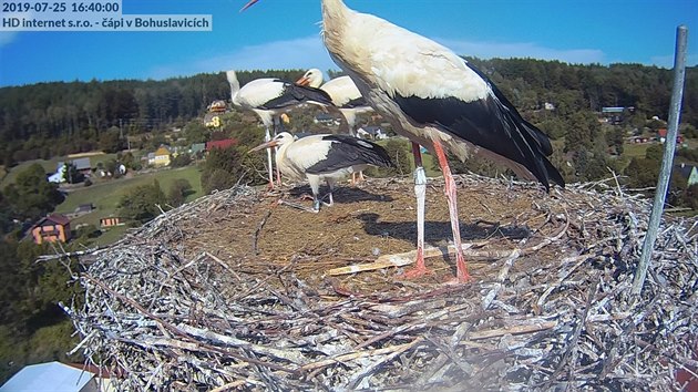 Čapí hnízdo v Bohuslavicích (25. 7. 2019)