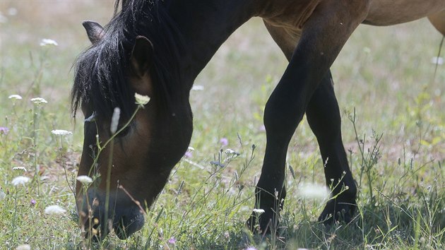 Kon druhu Exmoorsk pony spsaj porost v bvalm vojenskm cviiti u Doban na Plzesku. V parnch dnech se ped sluncem schovvaj v devnm psteku.  (23. 7. 2019)