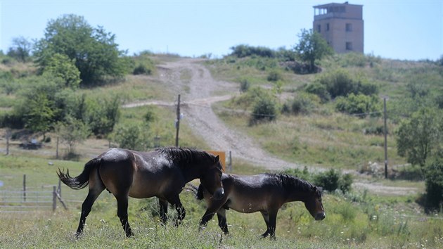 Kon druhu Exmoorsk pony spsaj porost v bvalm vojenskm cviiti u Doban na Plzesku. V parnch dnech se ped sluncem schovvaj v devnm psteku.  (23. 7. 2019)