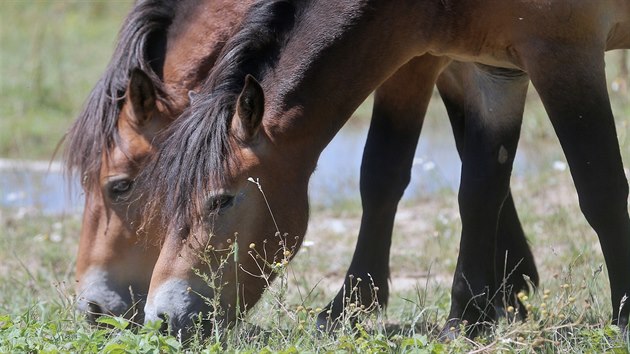 Koně druhu Exmoorský pony spásají porost v bývalém vojenském cvičišti u Dobřan na Plzeňsku. V parných dnech se před sluncem schovávají v dřevěném přístřešku. (23. 7. 2019)