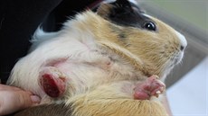 Těžká pododermatitida s rozšířením infekce do hlubokých tkání. Takto postižené... Těžká pododermatitida s rozšířením infekce do hlubokých tkání. Takto postižené...