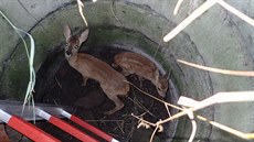 Hasiči zachránili dvě mladé srnky, které skončily ve Slezské Ostravě ve čtyři... Hasiči zachránili dvě mladé srnky, které skončily ve Slezské Ostravě ve čtyři...