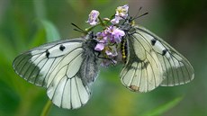 Jasoň dymnivkový je zákonem chráněný motýl. Dokáže žít od nížin po horní... Jasoň dymnivkový je zákonem chráněný motýl. Dokáže žít od nížin po horní...