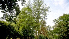 Pajasan láznatý v zámeckém parku ve Slavkov u Brna.